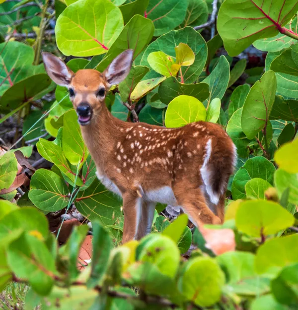 Baby Key Deer fawn standing among the sea grapes thumbnail