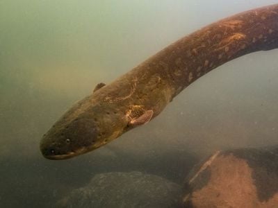 The Volta’s electric eel, Electrophorus voltai, emits the strongest shocks of any animal on Earth. Although these eels were thought to be loners, the species was recently seen hunting in a group. 