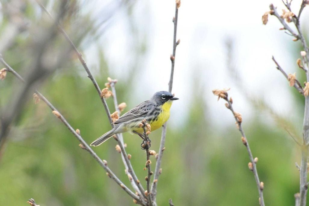 Kirtland's Warbler