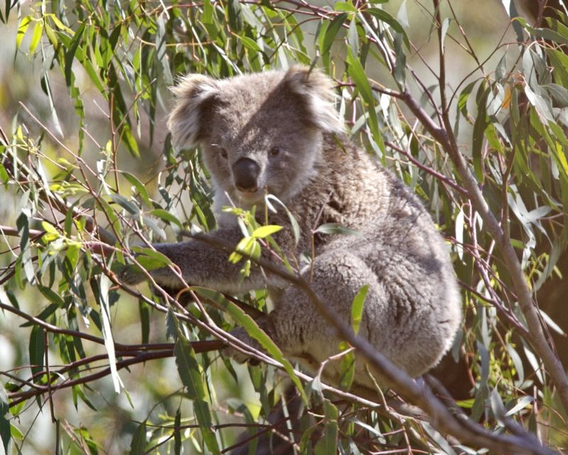 koala