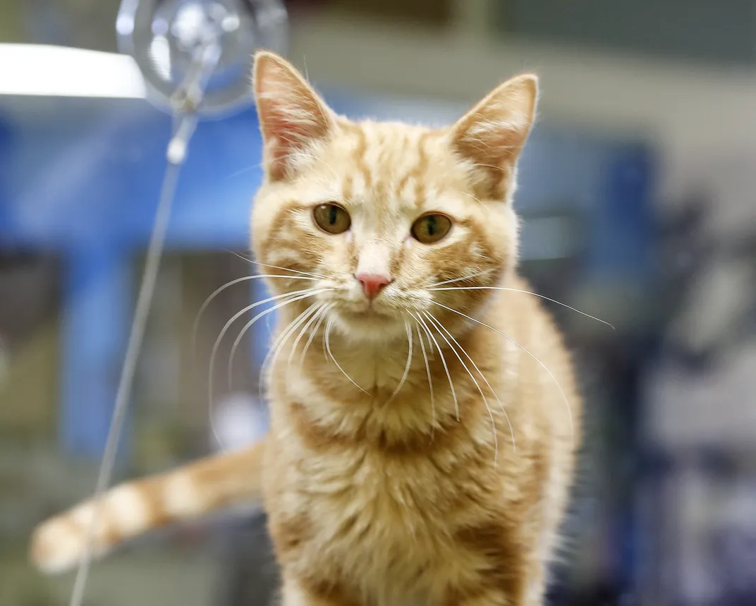an orange cat looks into the camera