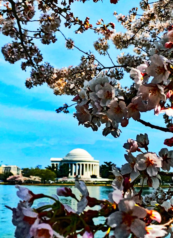 Blossoms for Jefferson thumbnail