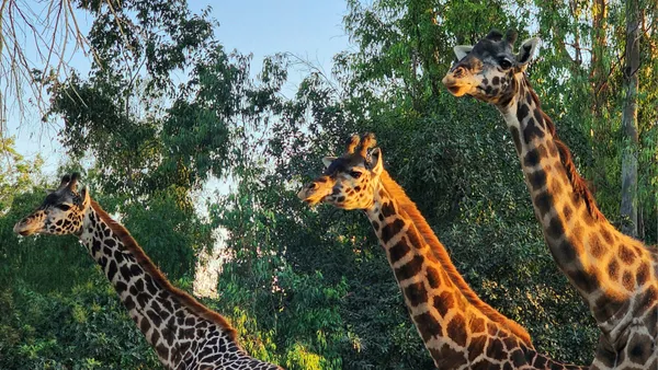 Three giraffes at the zoo thumbnail