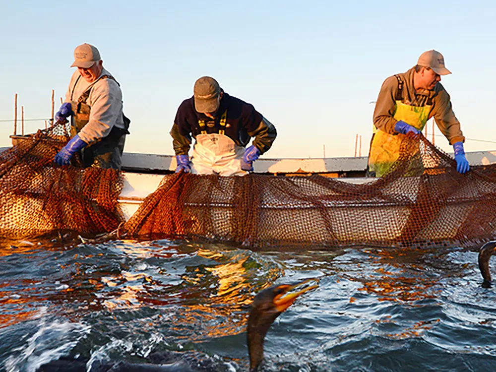 A group of men on a boat work to haul nets in on the ocean