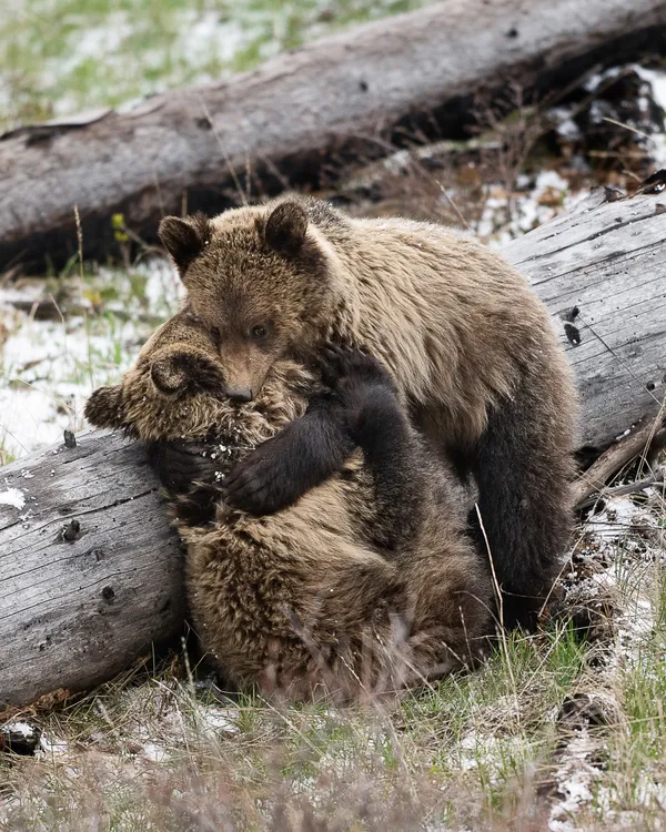 Bear Hug thumbnail