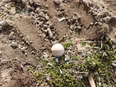 Musket Balls Fired in Early Revolutionary War Battle Unearthed in Concord image