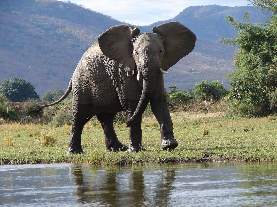 Elephant viewing from the canoe. Credit: Smithsonian Journeys Expert Don Wilson