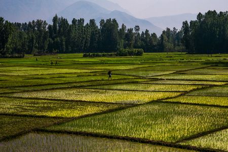 Rice paddies are one source of global methane emissions.