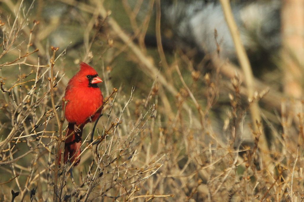 cardinal