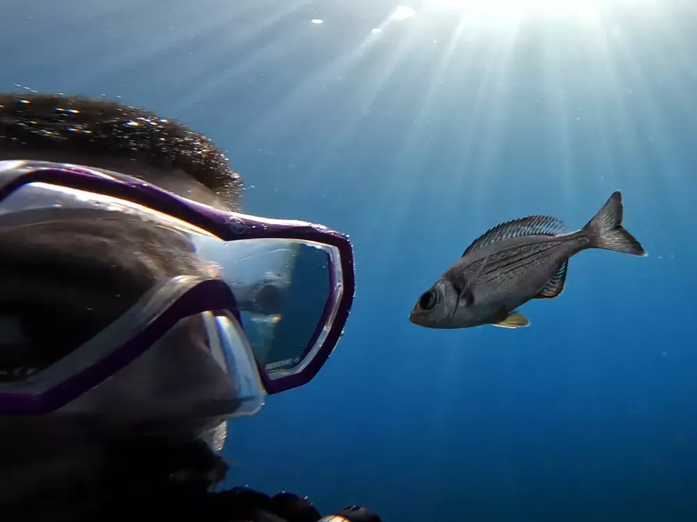 A diver next to a fish
