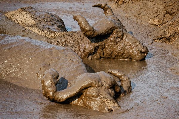 Cape buffaloes taking a mud bath thumbnail