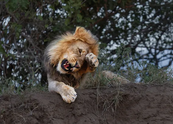 An Exasperated Lion thumbnail