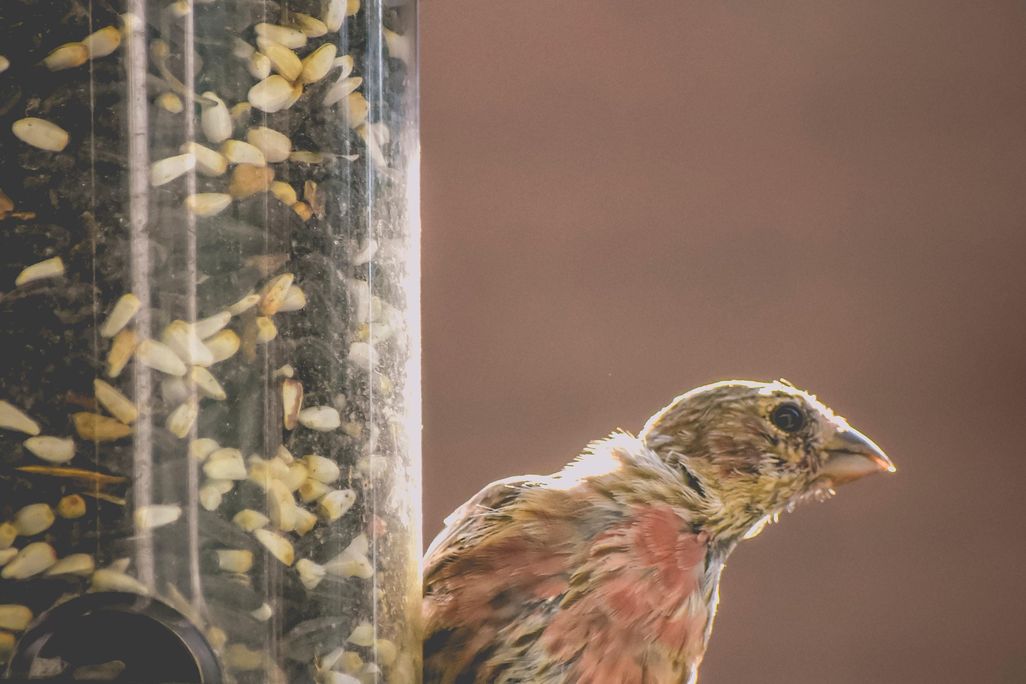 Birdfeeder