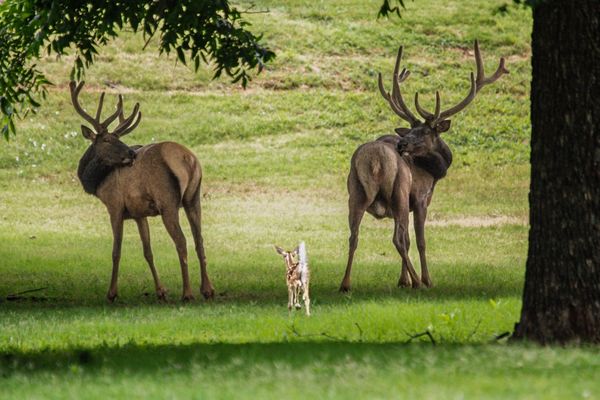 2 Elk and a Doe thumbnail