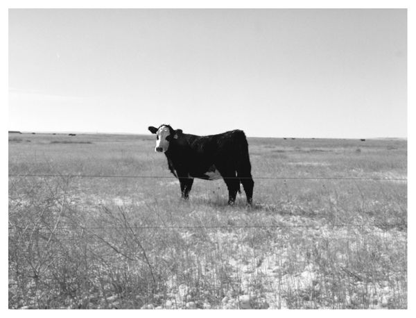 A cow on the eastern plains of Colorado thumbnail