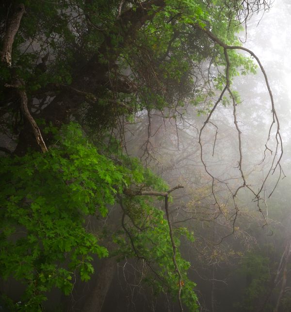 Stopped on the road on Hwy 79 in san diego to shoot this tree and fog thumbnail