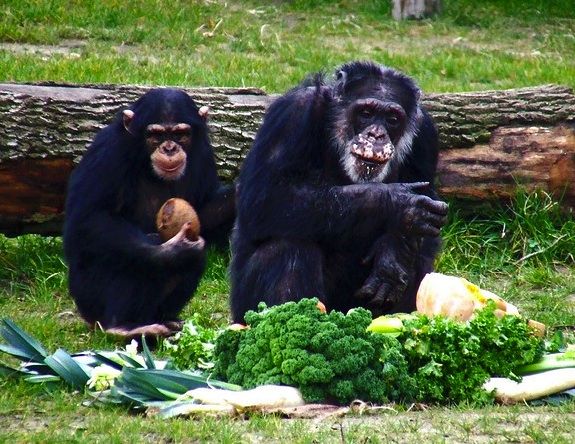 20130116100020chimps.jpg