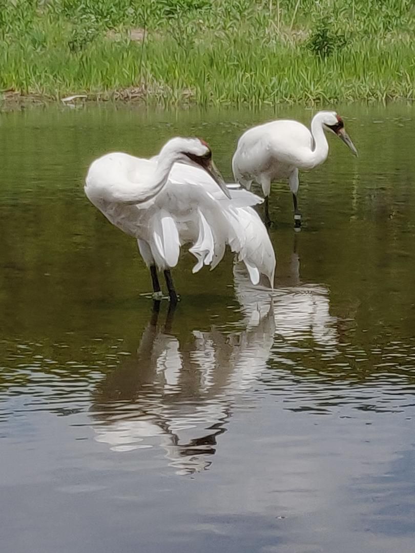 Whooping Cranes at ICF Wisconsin Smithsonian Photo Contest