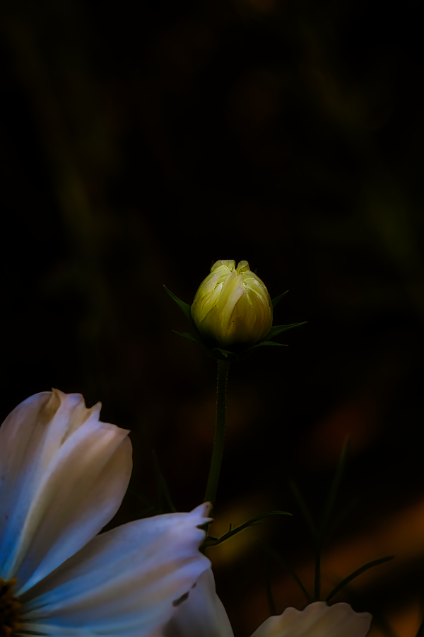 Fisrt Light Yellow Bud thumbnail