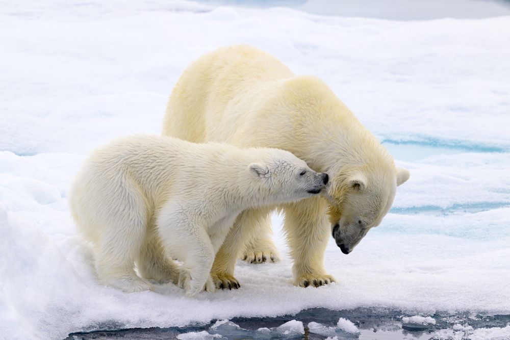 A polar bear mother and cub interact tenderly on the pack ice at approximately 81 degrees north latitude, north of Svalbard.