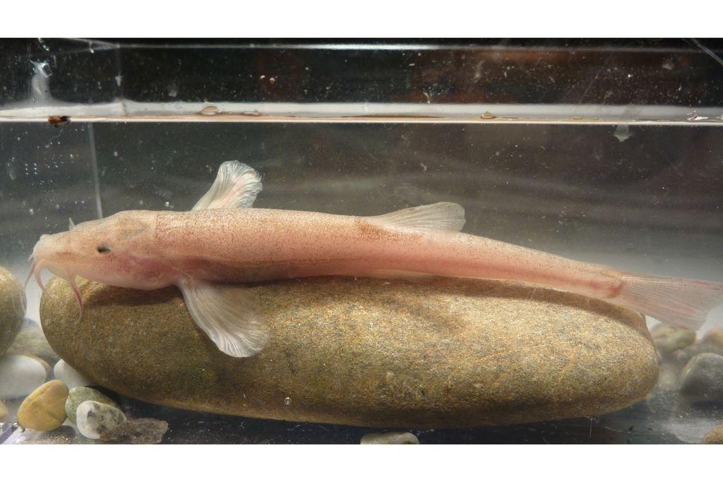 Cave Loach.jpg