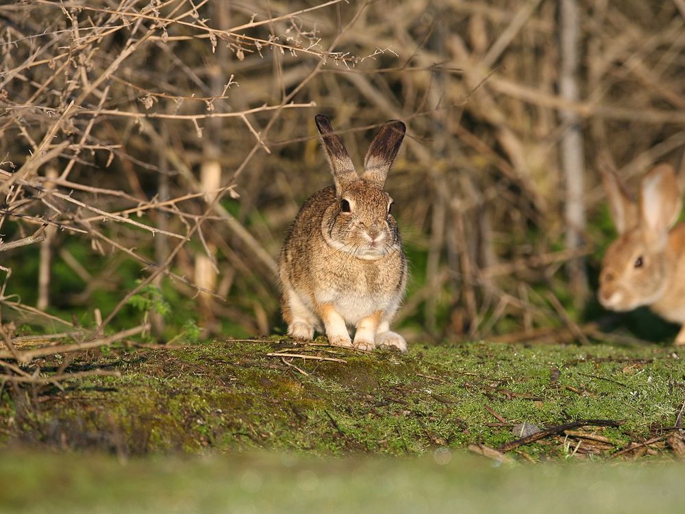 An image of two riparian bush rabbits standing in the grass. Both rabbits are small and tan in color.