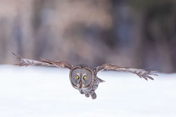 A Great Grey Owl Flying Over a Field thumbnail