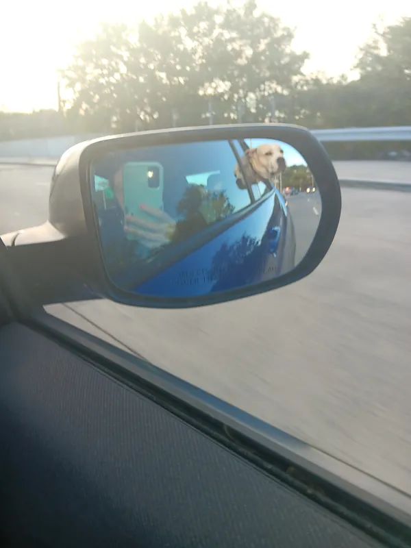 Our dog in car mirror!! thumbnail