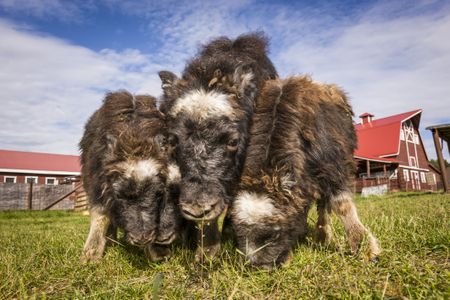 Musk ox calves vie for grass on a farm near Palmer, Alaska.