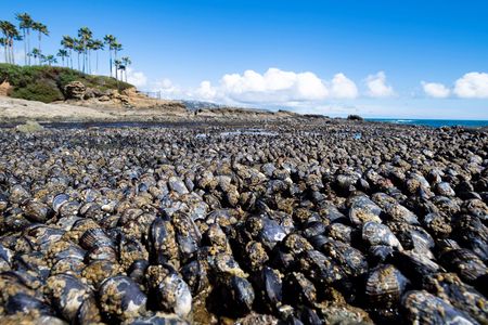 A healthy crop of mussels lines the coast, exposed during low tide. Mussels will split open when they overheat, such as in June's heat wave. 