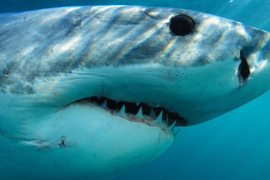 Sharks