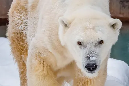 In captivity under human care, a polar bear&#39;s life expectancy is about 23 years, per AP. Polar bears rarely live&nbsp;past 30 years old in the wild, with most adult bears dying&nbsp;before they reach 25.