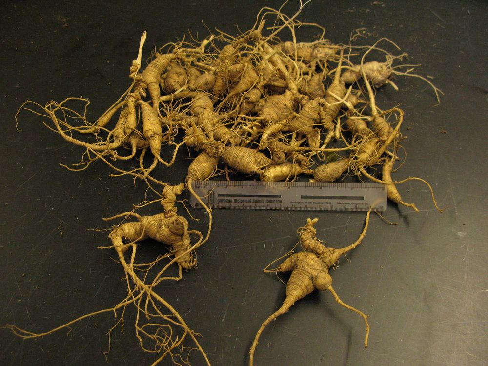 Ginseng roots