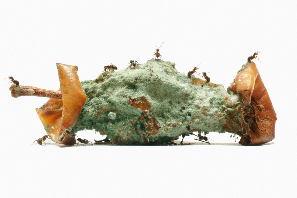 ants