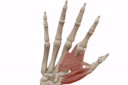 Scientists analyzed 3D scans of entheses, or scars left at points where muscle attaches to bone