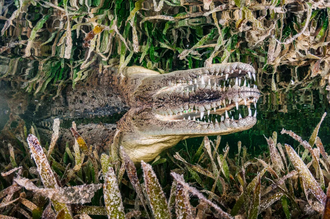 An American crocodile in the Jardines de la Reina
