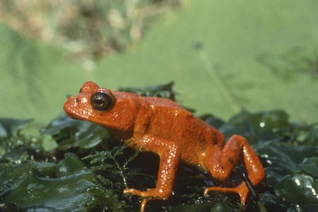 The now-extinct golden toad in a 1978 picture taken in Costa Rica.