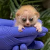 Adorable but Deadly Fluff Balls, Better Known as Pygmy Slow Lorises, Born at the Smithsonian's National Zoo icon