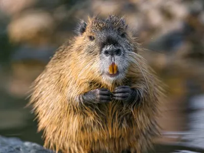 Nutria have voracious appetites for vegetation, leading them to destroy wetland ecosystems.