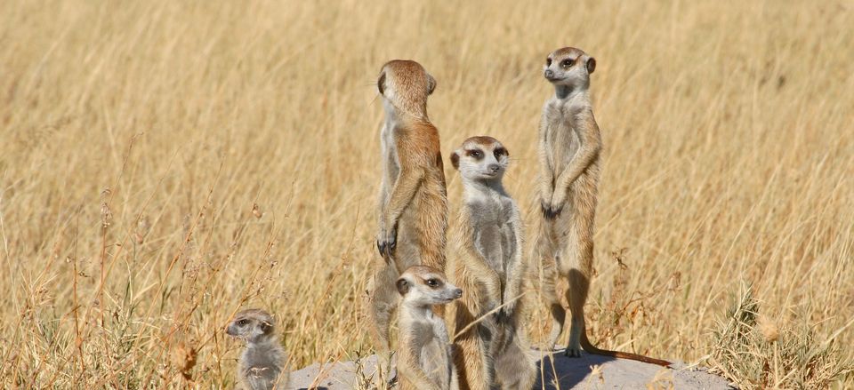  Meerkats in Botswana.  