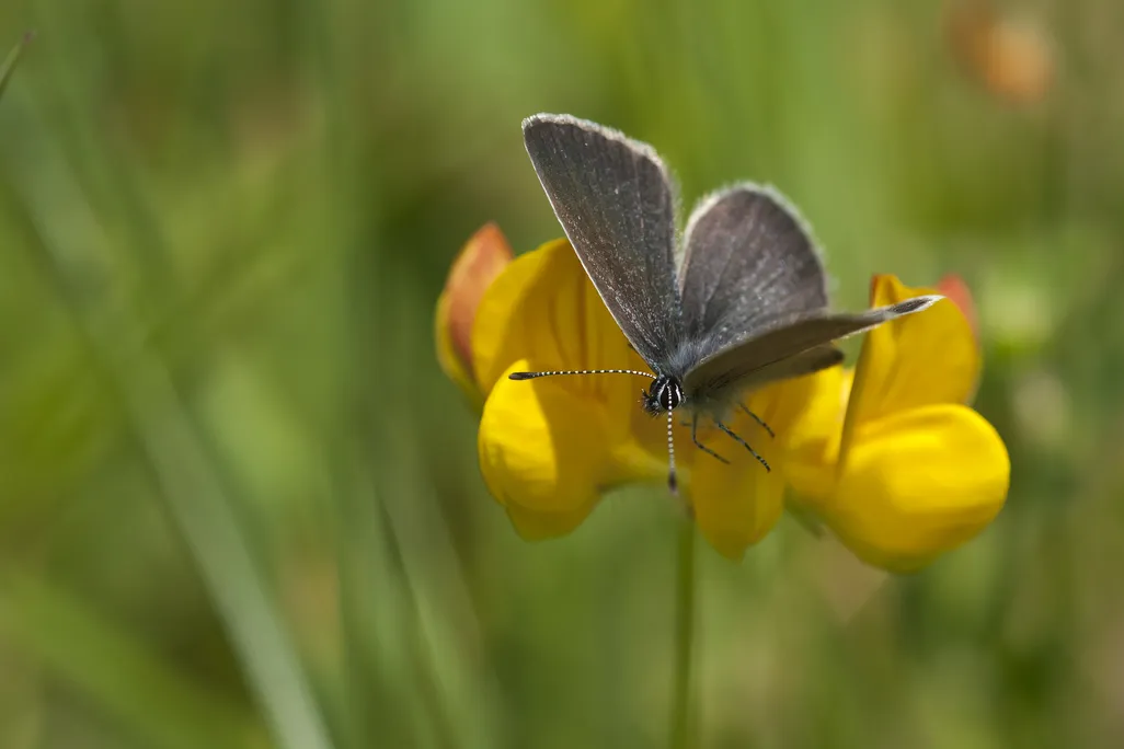 blue-gray butterfly sitting on a yellow flower in a field
