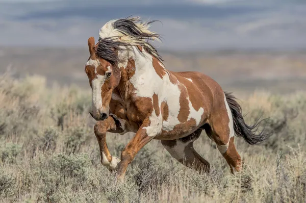 Wild pinto mustang in northwest Colorado, running to engage in battle with a rival stallion.