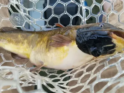 A Strange, Never-Before-Seen Cancer Seems to Be Spreading Among Catfish in a New England Lake image