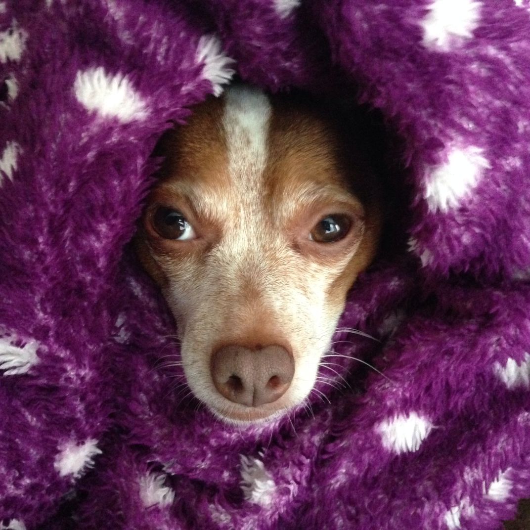 We love our dogs, and they love their blankets. Smithsonian Photo