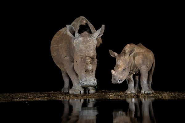 Rhino and Calf at waterhole at night thumbnail