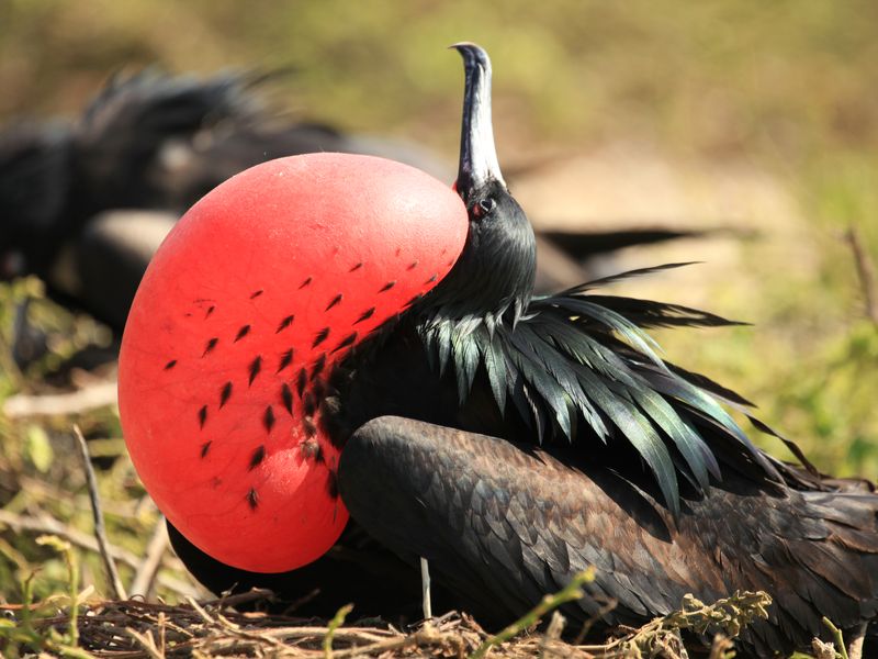 now-thats-a-puffed-out-chest-smithsonian-photo-contest-smithsonian