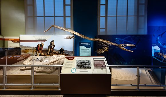 A new exhibition at the Smithsonian’s National Museum of Natural History reveals how millions of years ago, large-scale natural forces created the condition for real-life sea monsters to thrive in the South Atlantic Ocean basin shortly after it formed. “Sea Monsters Unearthed” offers visitors the opportunity to dive into Cretaceous Angola’s cool coastal waters, examine the fossils of striking marine reptiles that once lived there, and learn about the forces that continue to mold life in the ocean and on land. (Smithsonian Institution)