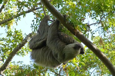 Two-toed sloths (Choloepus hoffmanni) live in the canopy layer of the Panamanian rainforest. Find out why in a family program streaming July 17. (Smithsonian Tropical Research Institute, Punta Culebra Nature Center)