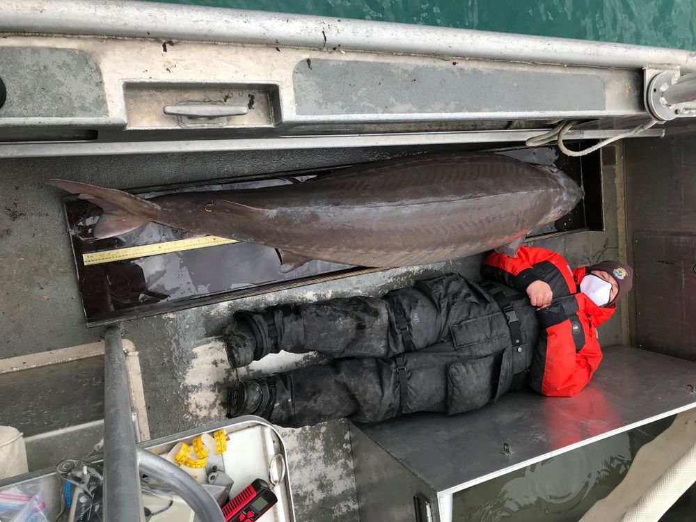 A photo of an enormous brownish grey fish laying on the deck of a boat. Next to the fish is a reseacher dressed in winter gear and a mask. The fish is larger in length than the reseacher.  