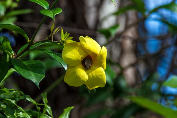 Frog flower thumbnail